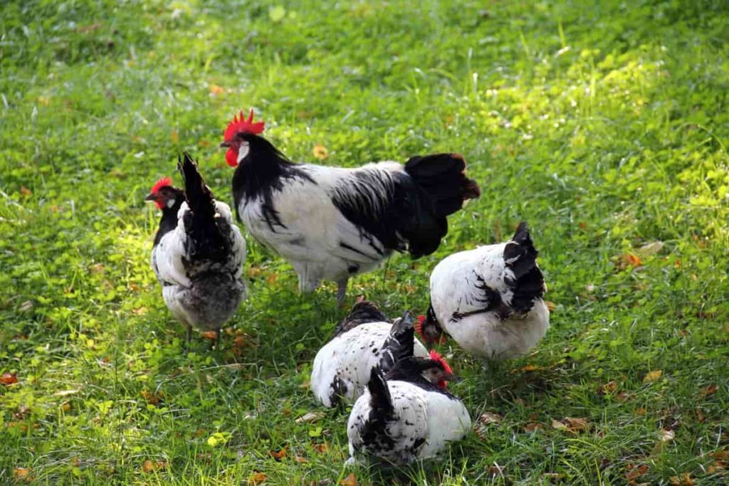 Common Country Chicken Diseases