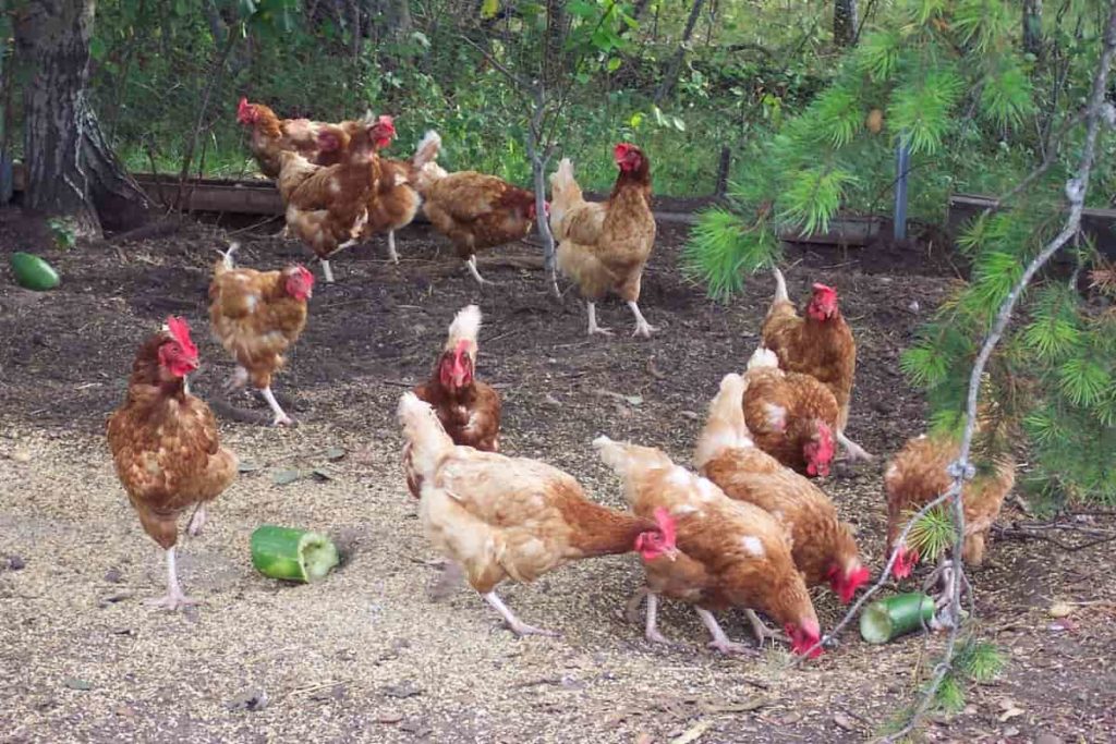 Country Chicken Diseases