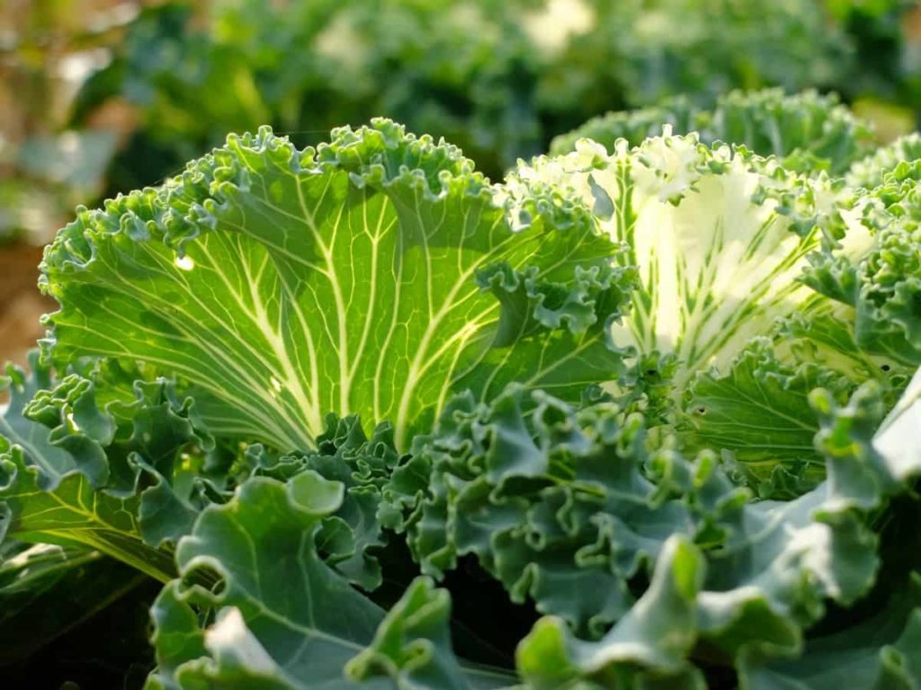 Kale Garden