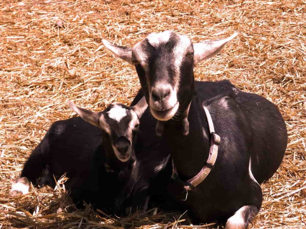 How to Start Goat Farming in Philippines
