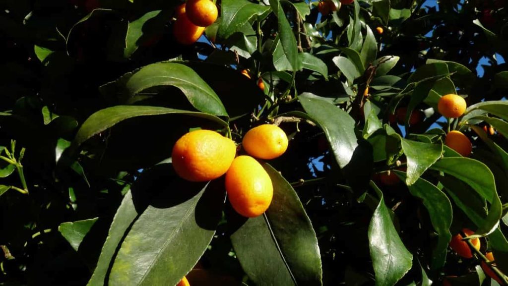 How to Grow Kumquat from Seeds and Cuttings