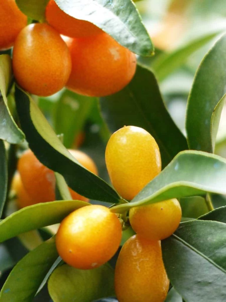 Kumquat Fruits