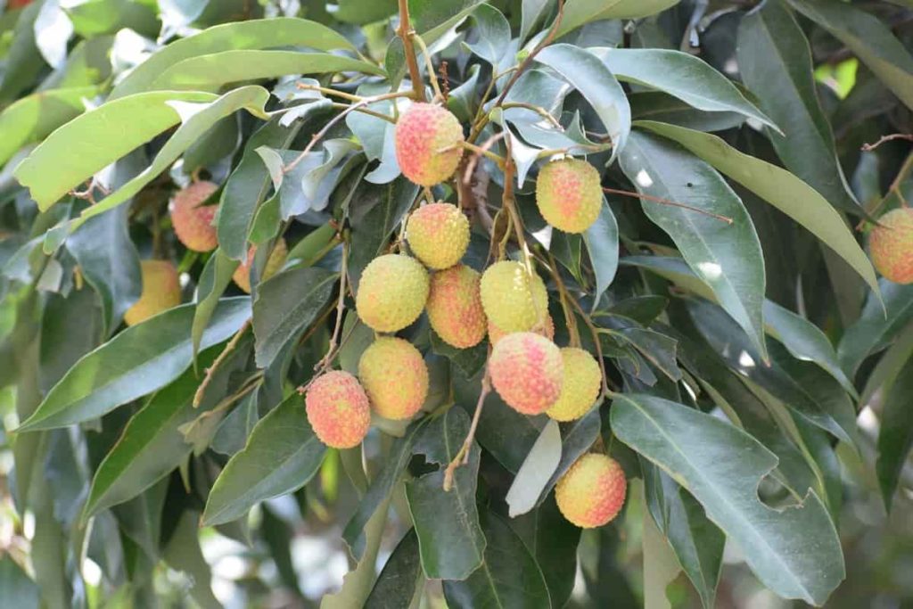 Best Practices to Grow Lychee Trees/Fruits