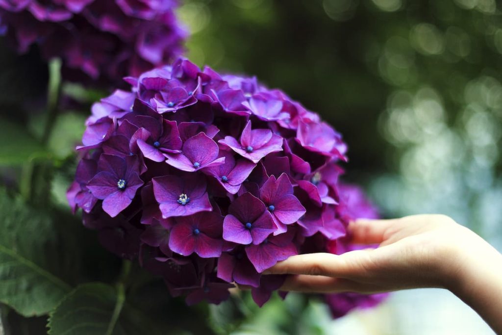 How to Plant and Care for Hydrangeas