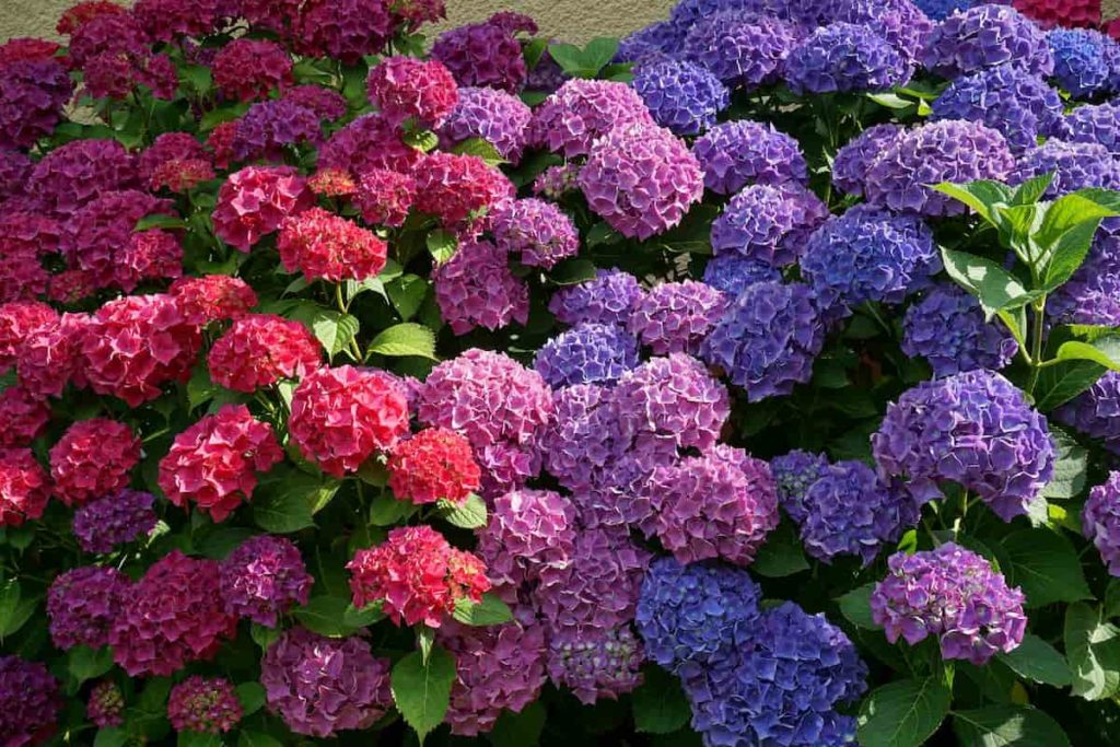 Colorful Hydrangeas Garden 
