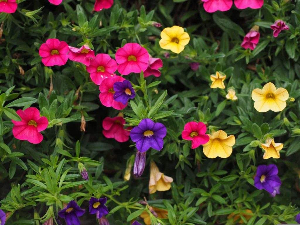 How to Plant and Care for Petunias