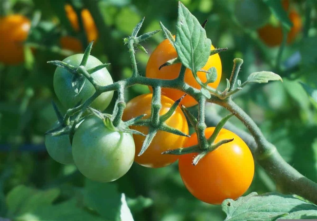 Tomato Garden