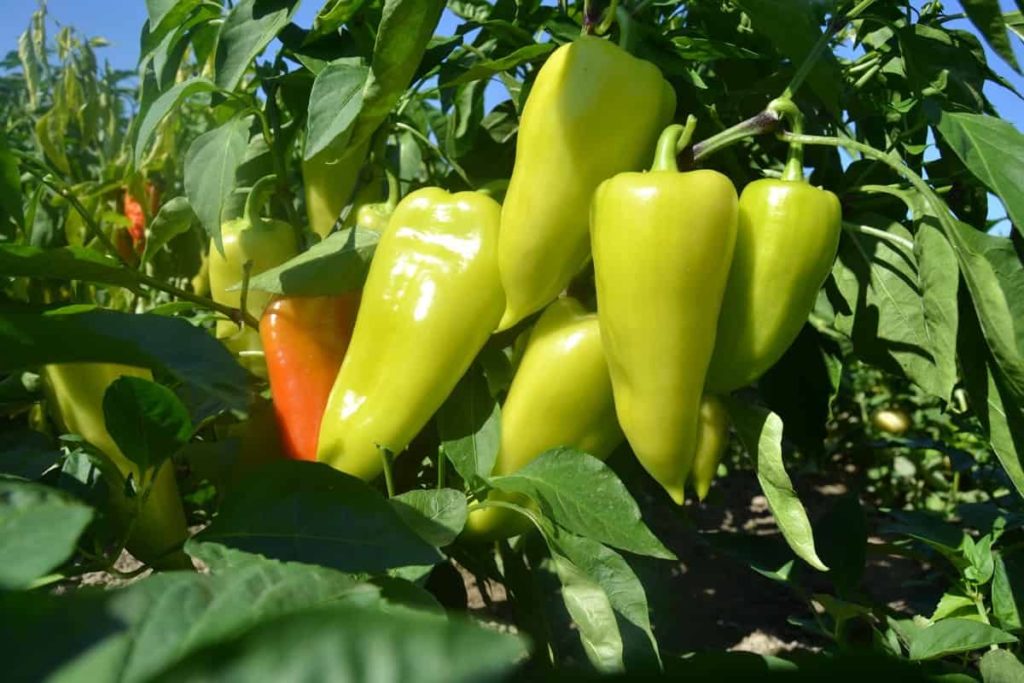 Pepper farming