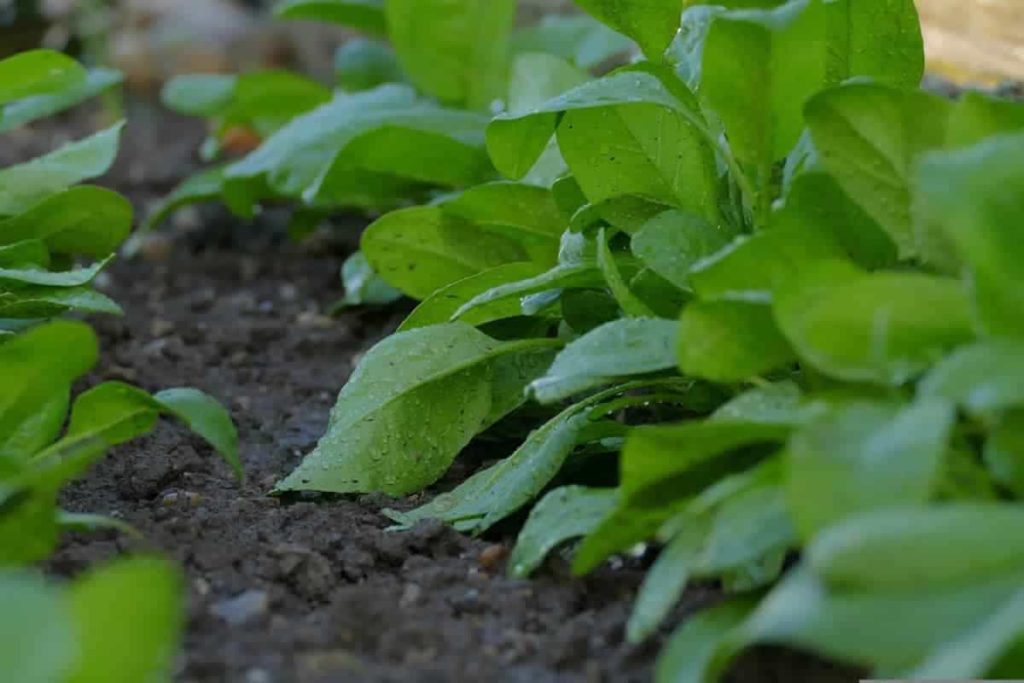 Spinach garden
