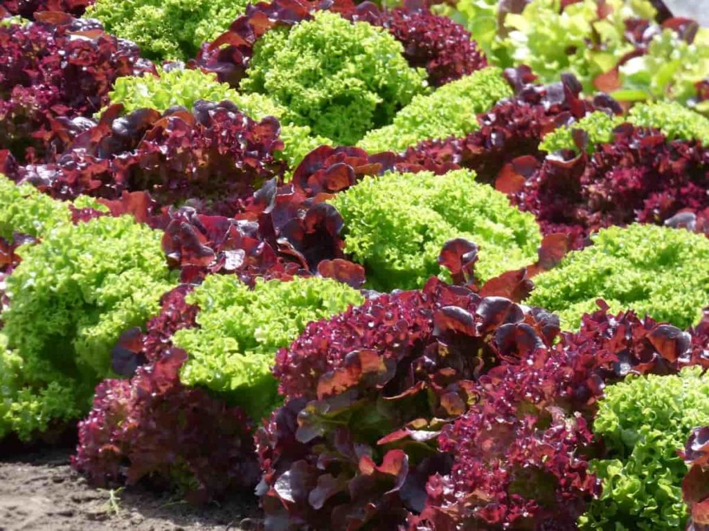 Salad garden