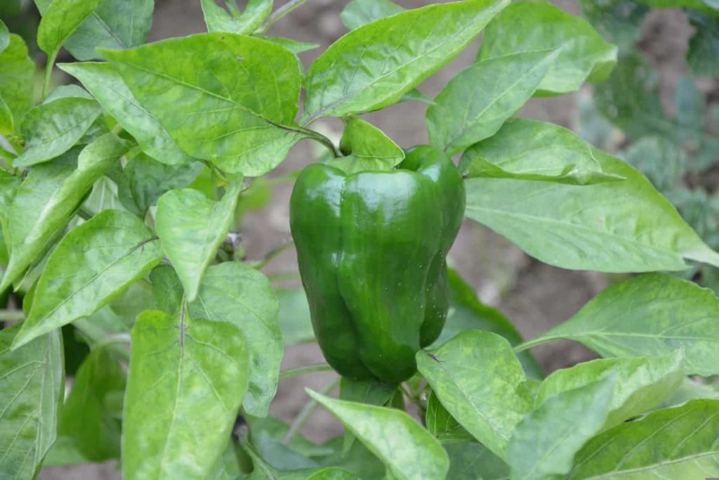 Green Pepper Farming