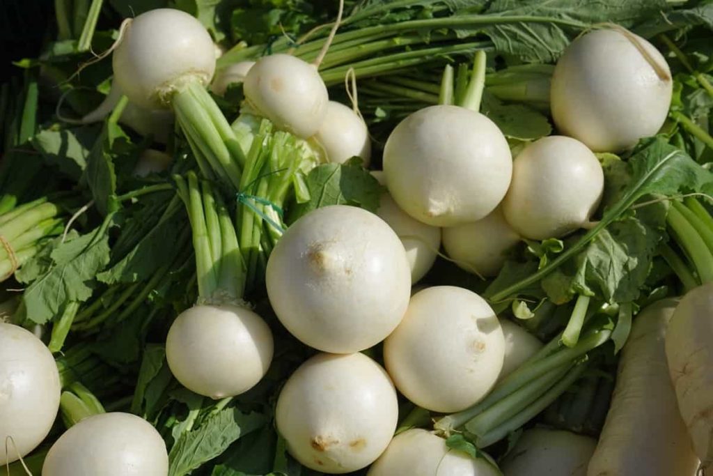 Turnip Vegetables