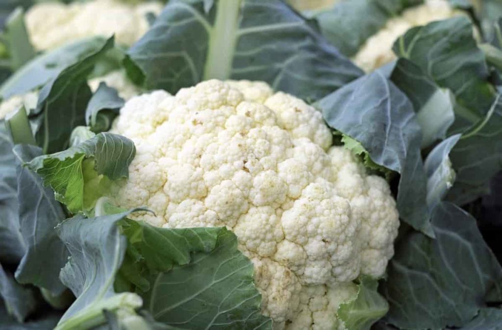 Cauliflower farming