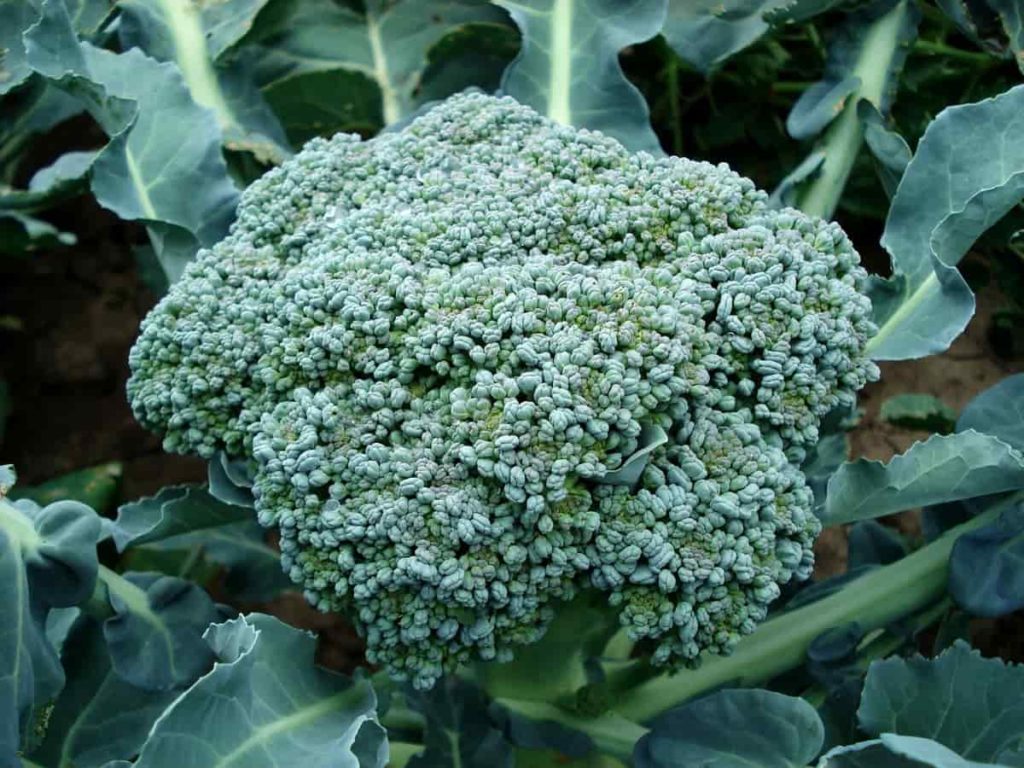 Broccoli garden