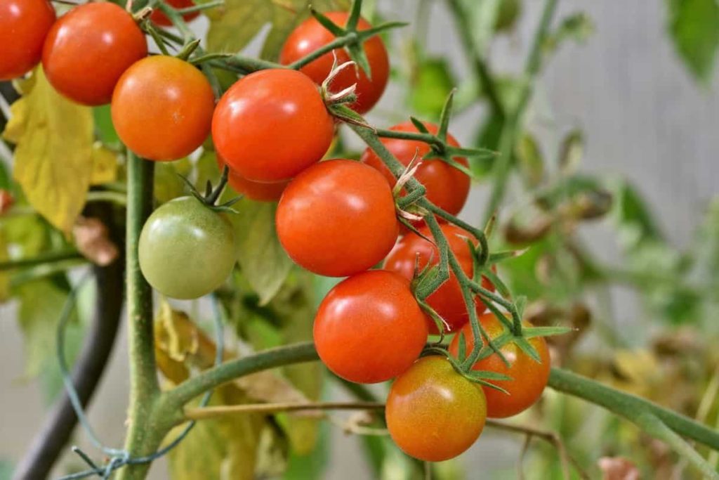 Tomato farming