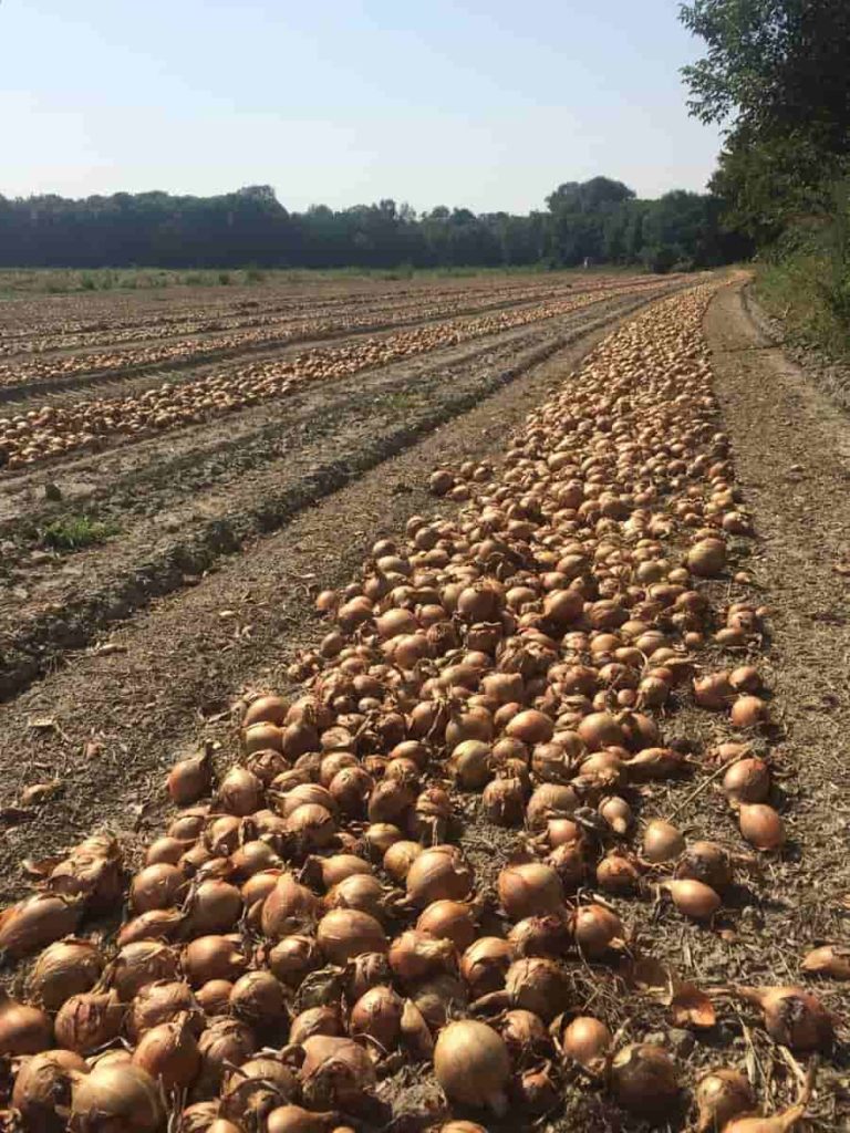 Onion Farming