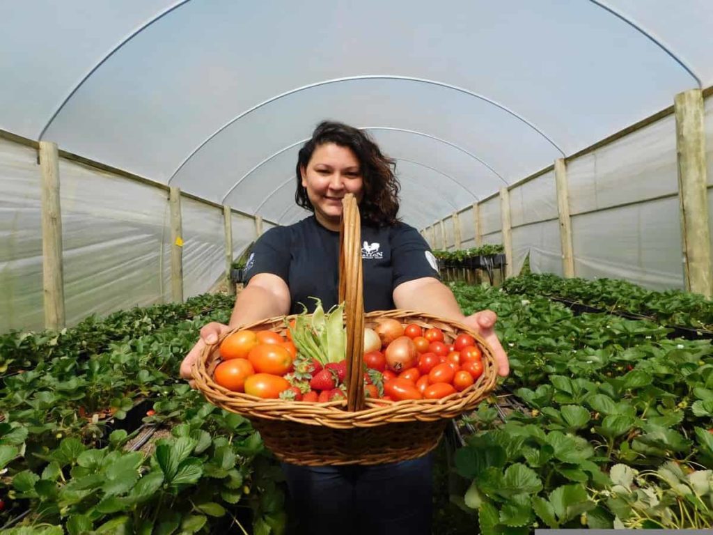 Organic tomato farming
