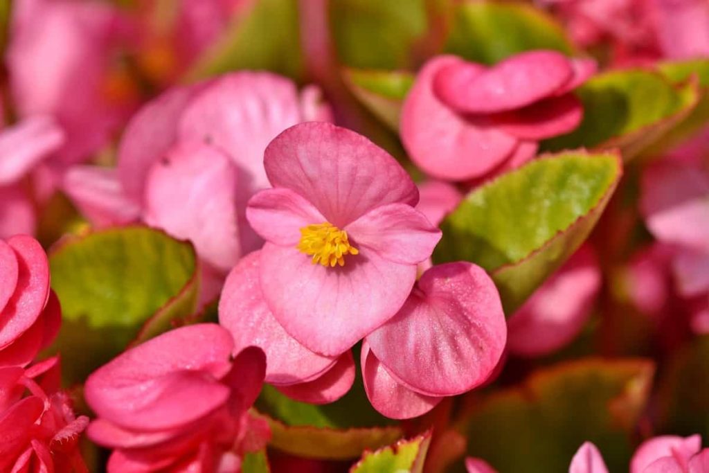 Begonias Pink Flower