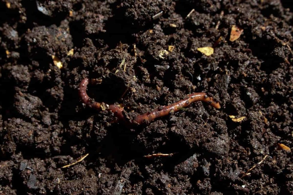 How to Prevent Insect Pests in Vermicomposting