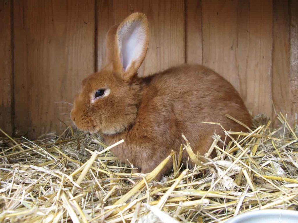 Common Rabbit Diseases, Symptoms, Treatment