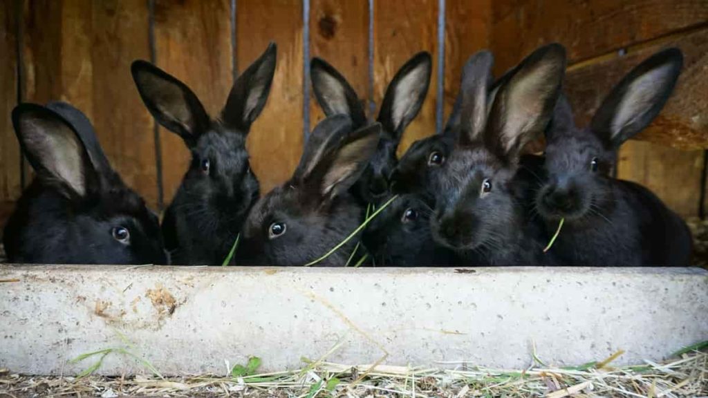 Black Rabbits