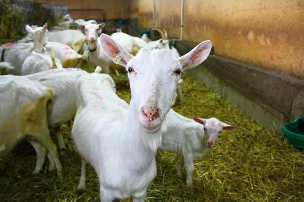 Tips to Start a Goat Farming Business  