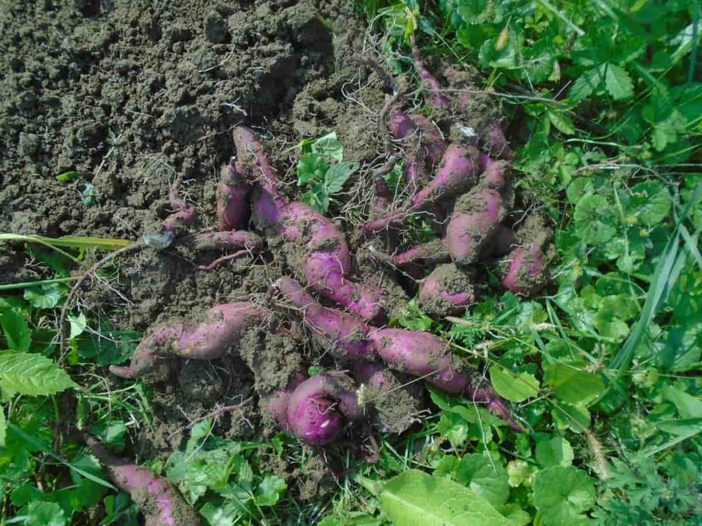 How to Start Sweet Potato Farming in Asia
