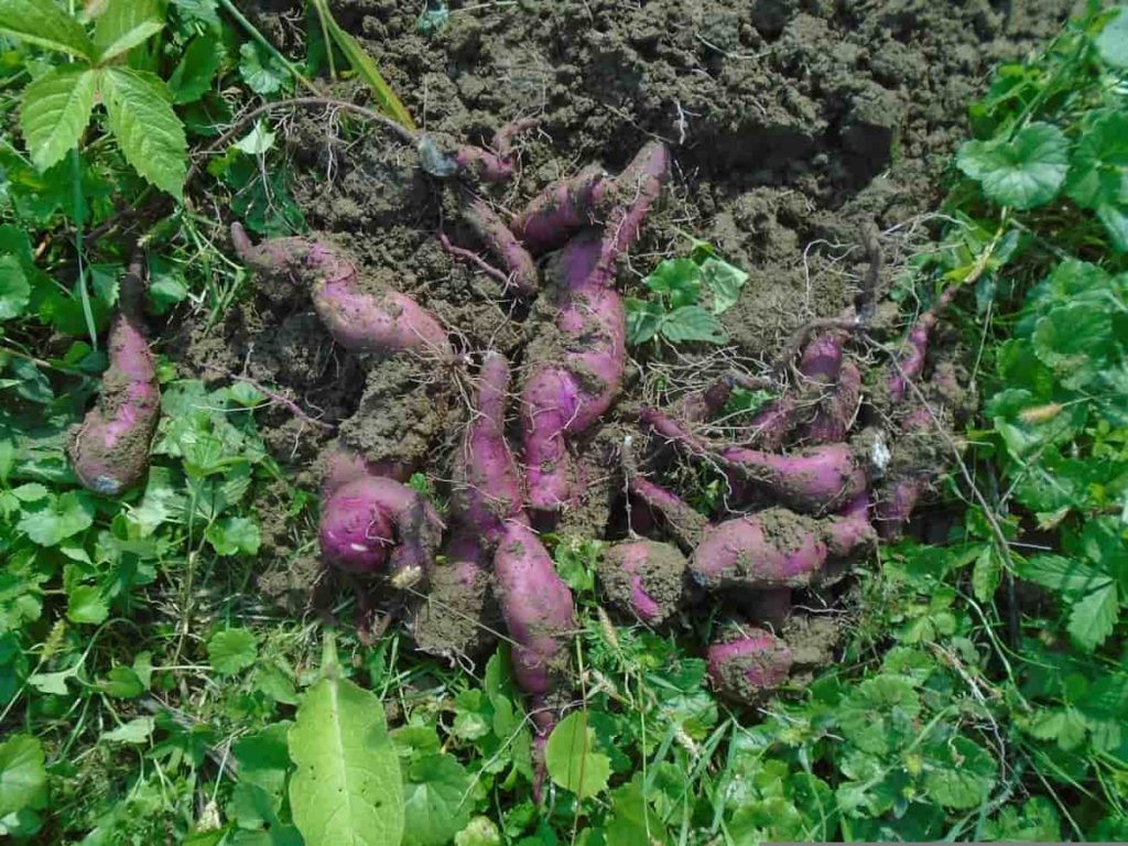 Sweet Potato Farming