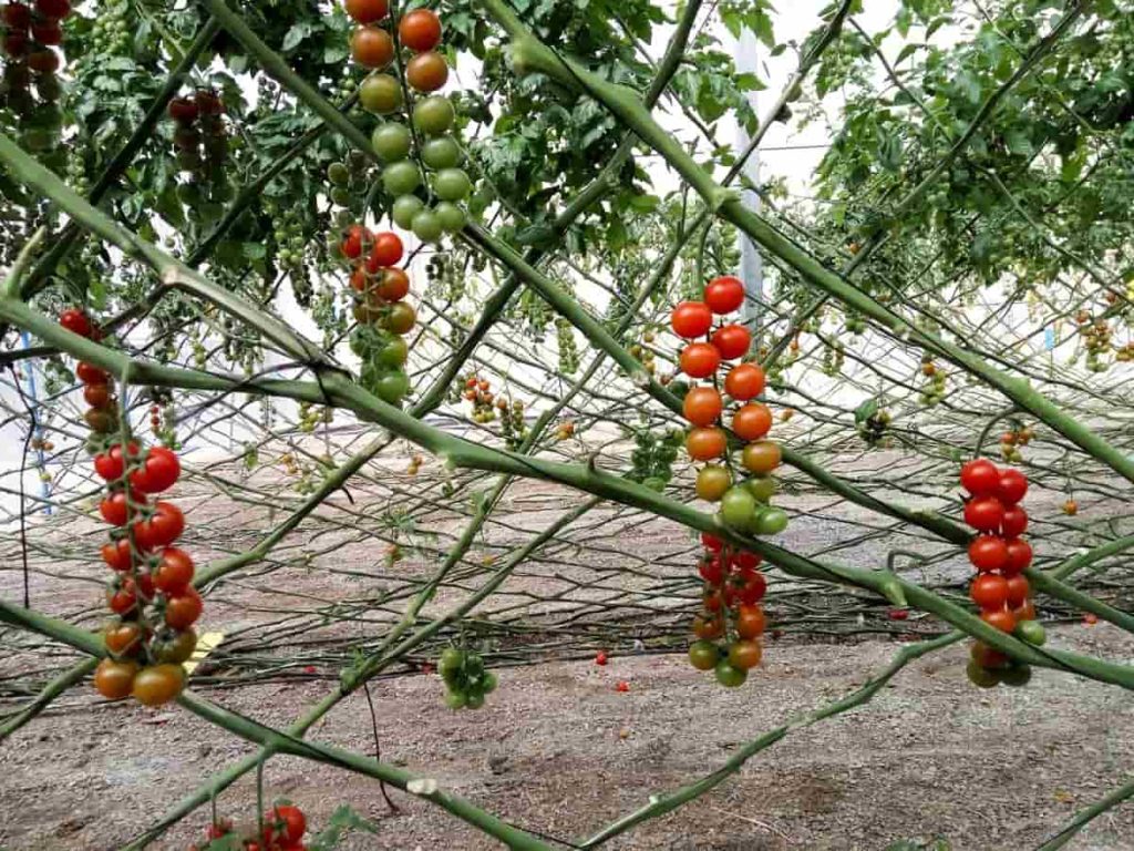 How to Start Tomato Farming in Africa