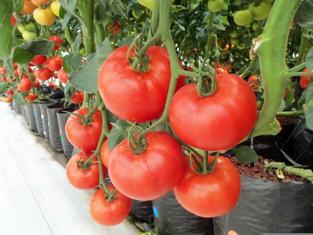 Tomato farrming