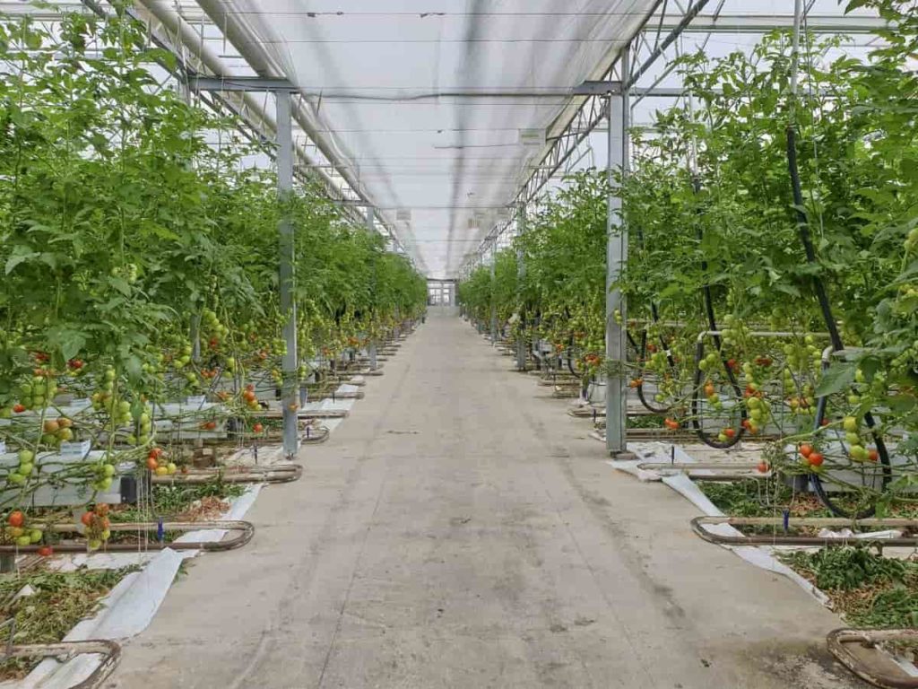 How to Start Tomato Farming in Philippines