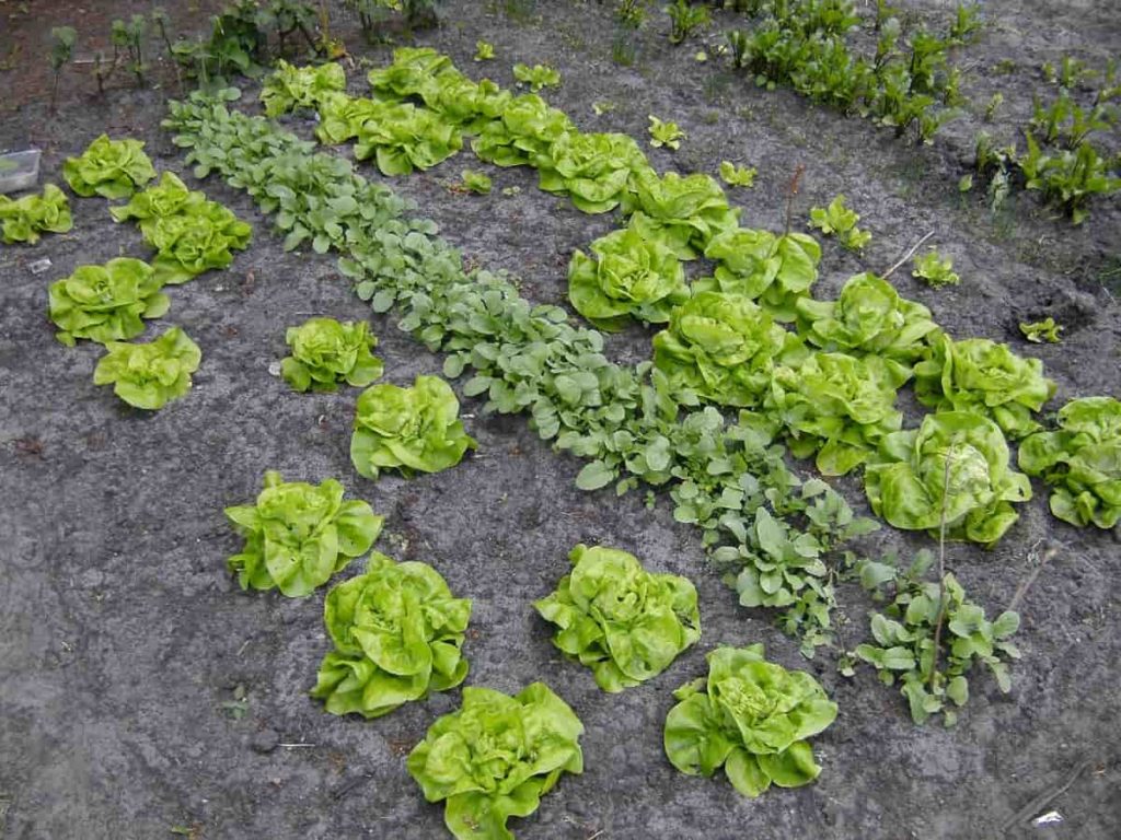 Salad Garden