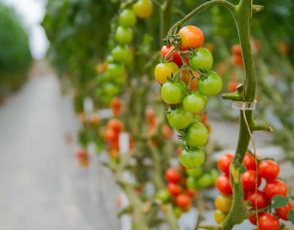 Vertical Tomato Farming
