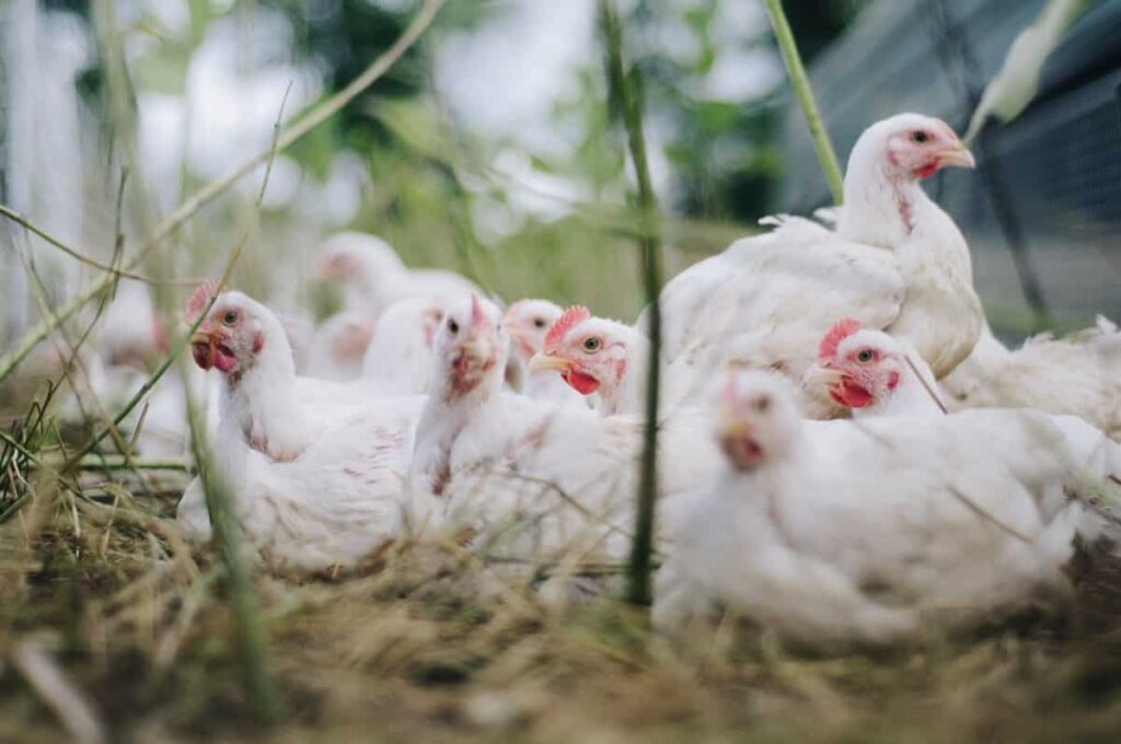 Contract Poultry Farming