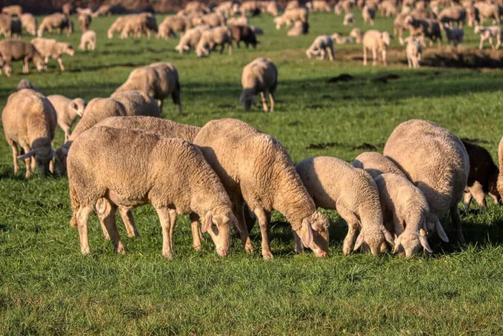 Contract Sheep Farming in India