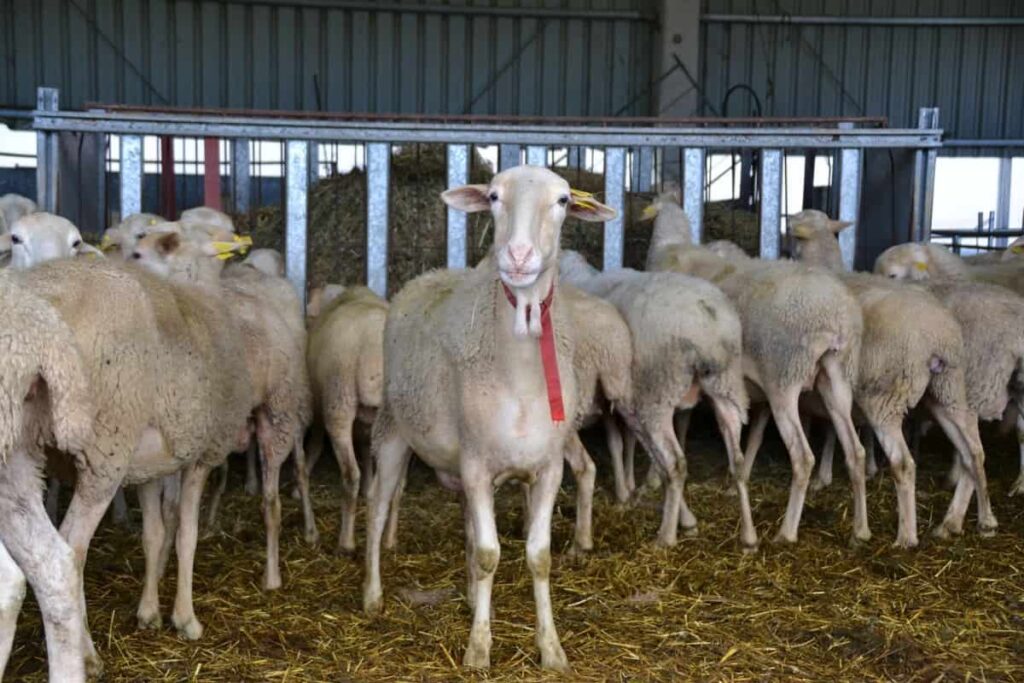 Contract Sheep Farming in India: Companies, Agreement, Profits, How it  Works and the Pros and Cons