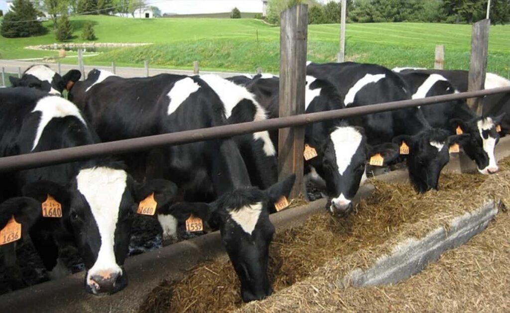 Dairy Contract Farming In India