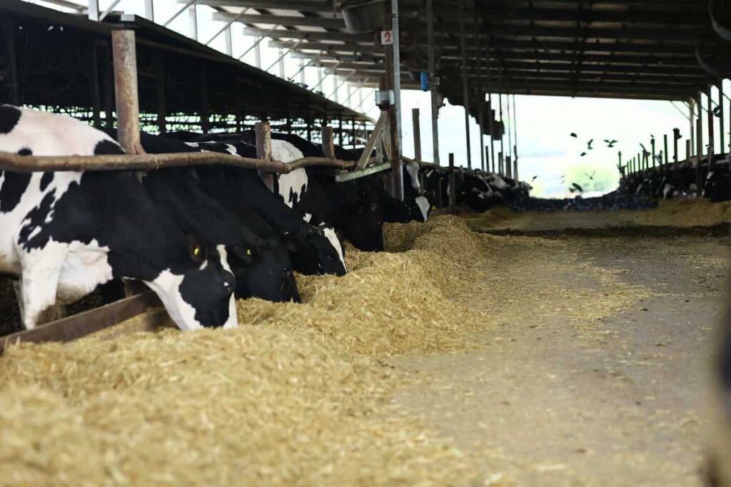 Dairy Cow Feeding System