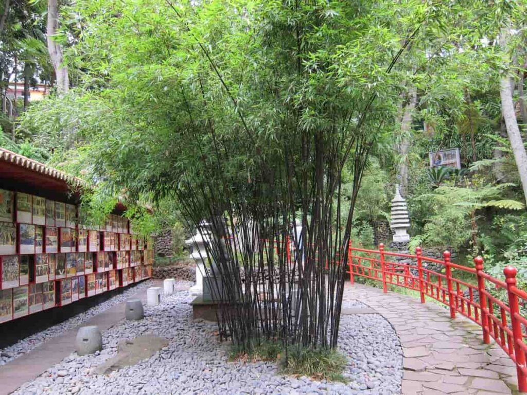 Bamboo Home Garden