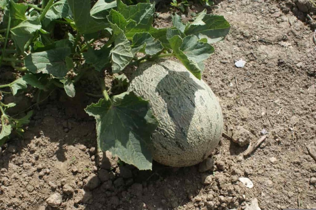 How to Grow Cantaloupe Faster