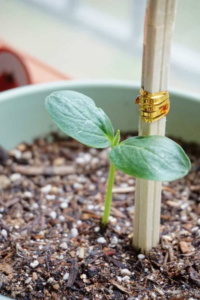 How to Grow Cucumber Plants Faster