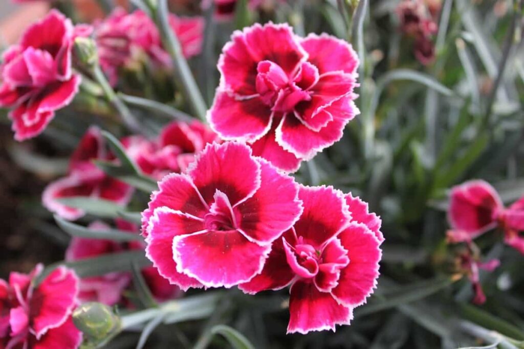 Dianthus Flower Plant