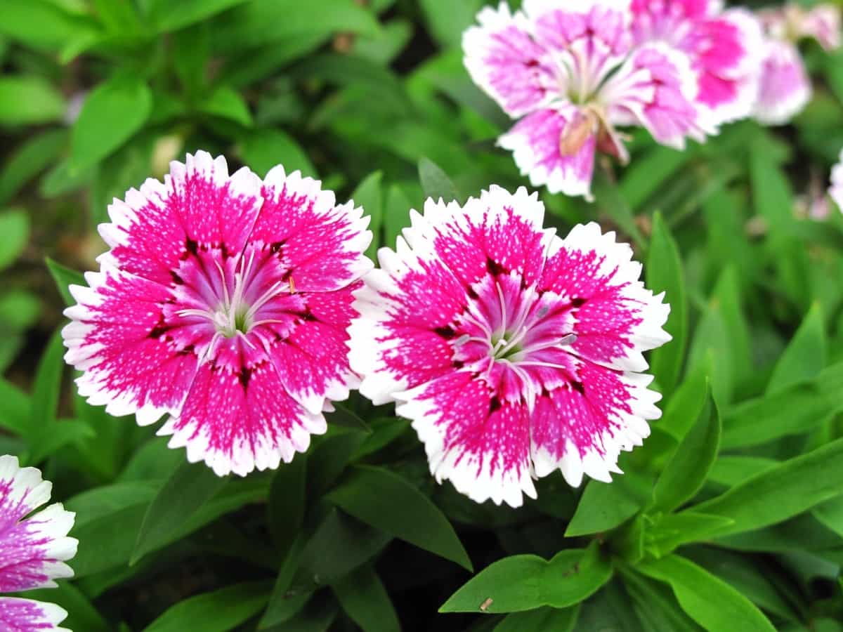 How to Grow Dianthus in Your Garden: A Guide to Propagation, Planting, and Care