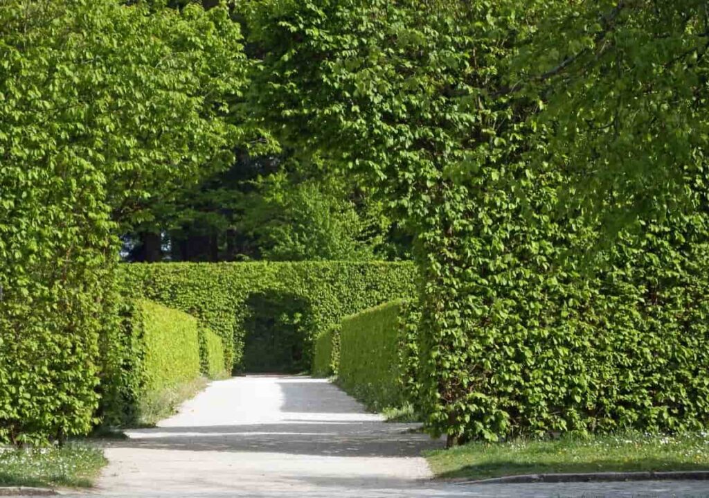 How to Grow Evergreen Hedge Plants