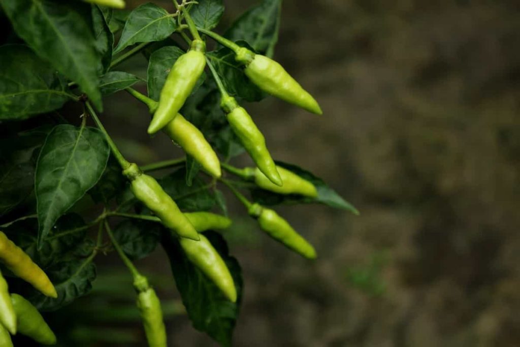 How to Grow Green Chilli Peppers Faster