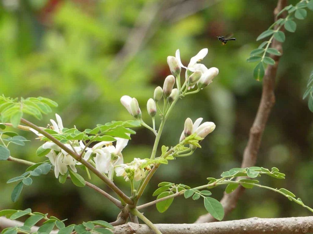 How to Grow Moringa Tree from Seeds in Backyard