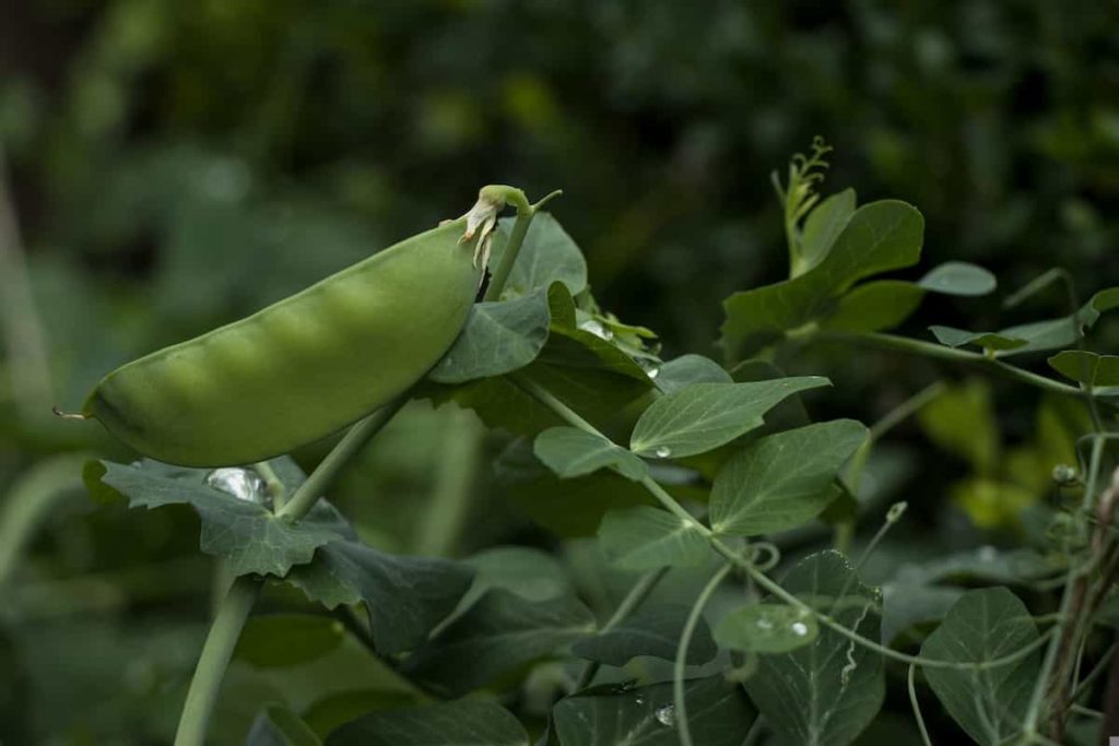 How to Grow Peas Faster