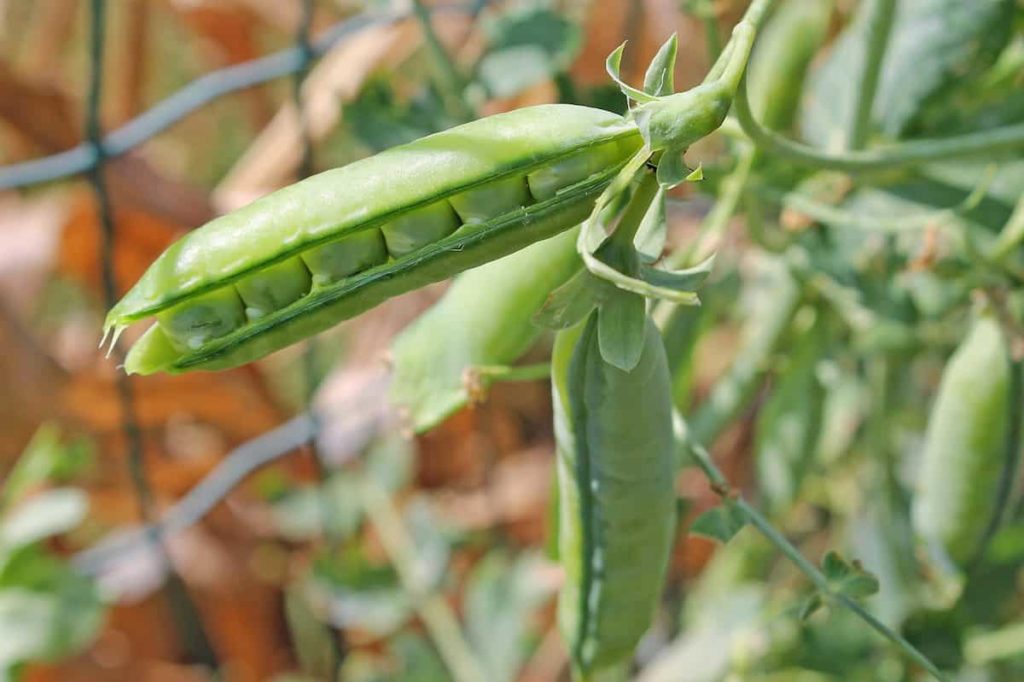 Peas Plant