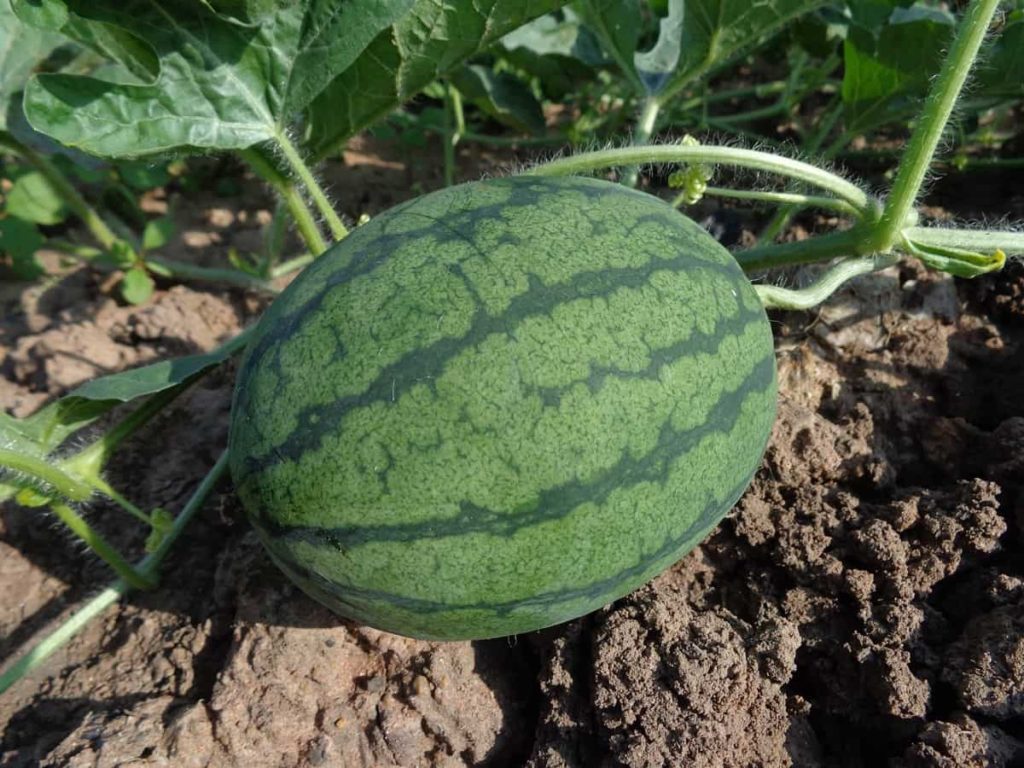 How to Grow Watermelon Faster
