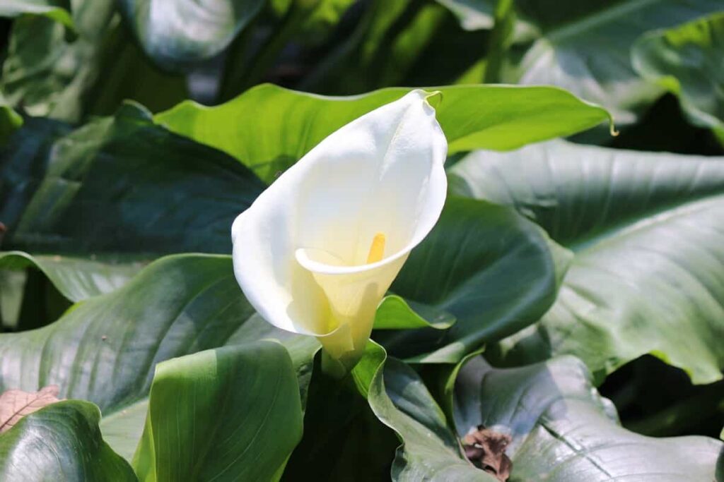Growing Calla Lily in Your Garden